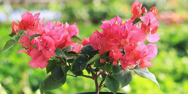 三角梅开花时间多久（三角梅快速催花技巧）