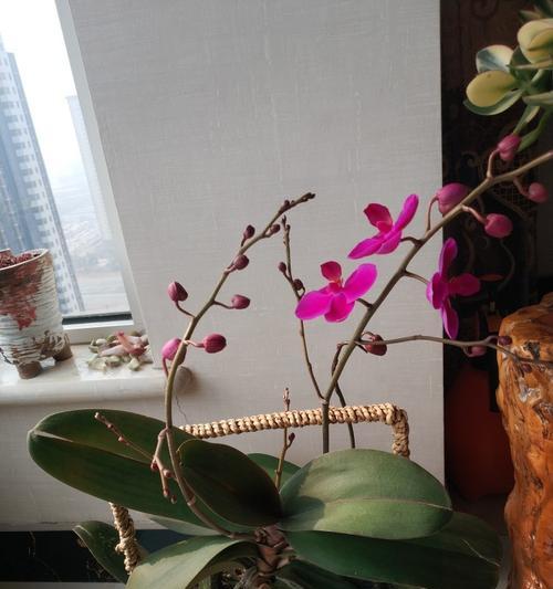 蝴蝶兰开花后浇水的正确方法（掌握蝴蝶兰浇水量的关键）