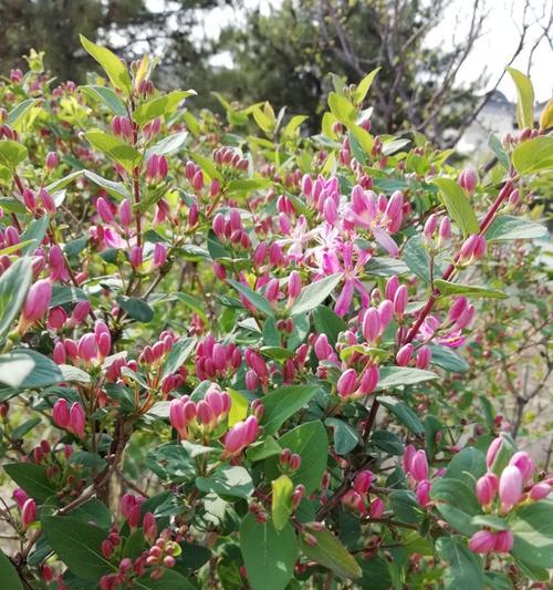 常见灌木种类图片介绍（园林绿化常用灌木介绍）