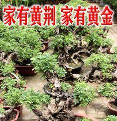 黄荆树盆景怎么养护（黄荆树盆景的养护知识）