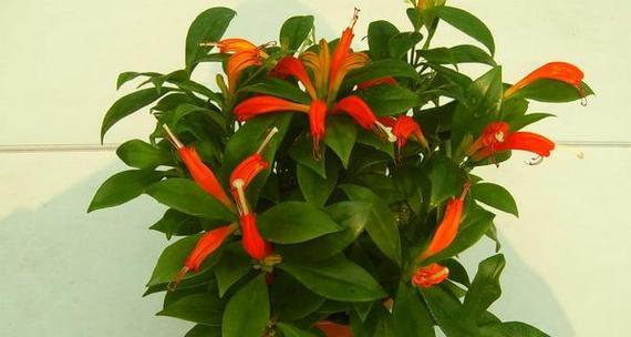 口红吊兰怎样才能开花（口红吊兰的养殖方法讲解）