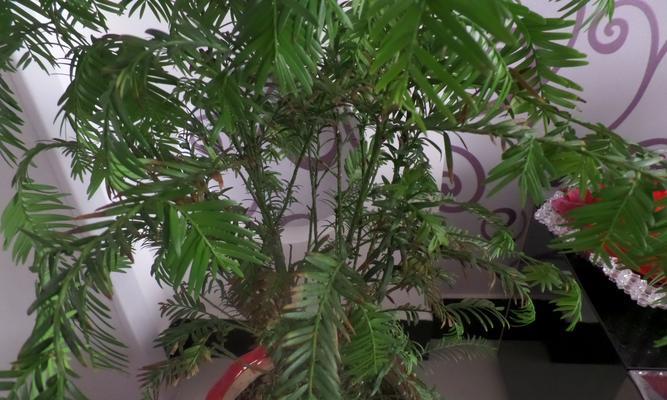 红豆杉养殖方法是什么（有关红豆杉种植注意事项）