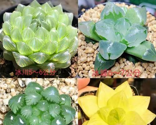 不需要阳光的室内植物有哪些（比较耐阴的室内植物大全）