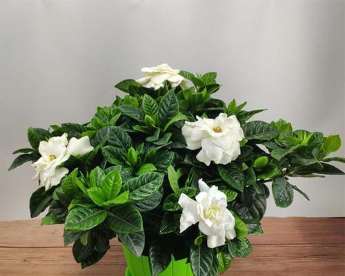 盆栽栀子花怎么养护（盆栽栀子花的养殖方法讲解）