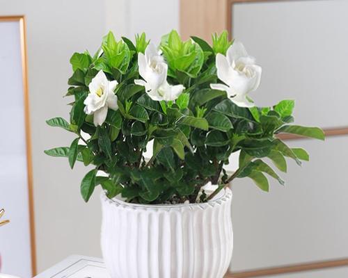 盆栽栀子花怎么养护（盆栽栀子花的养殖方法讲解）