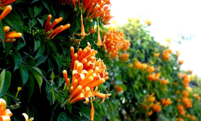 炮仗花怎么种植（炮仗花养殖方法与注意事项）
