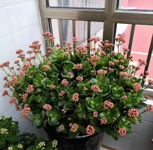 长寿花应该怎么浇水（长寿花浇水的正确方法）
