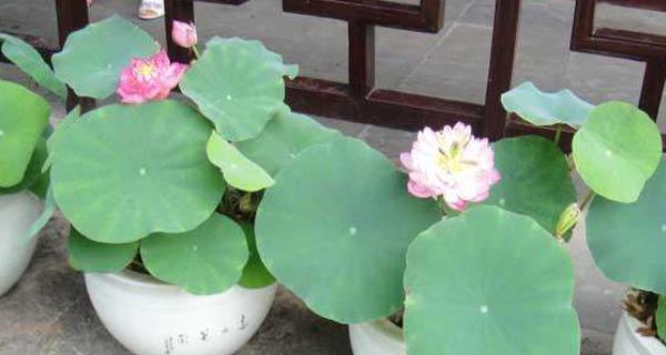 碗莲种子种植方法是什么（描述碗莲栽培技巧）