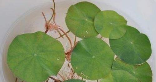 碗莲种子种植方法是什么（描述碗莲栽培技巧）