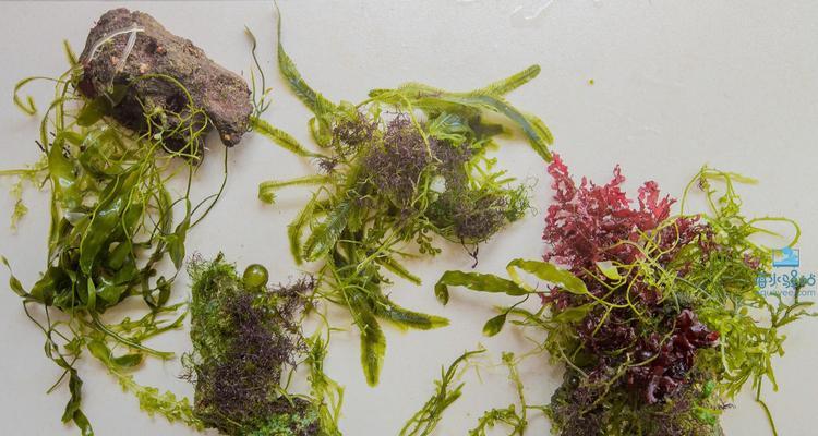海生藻类是植物吗（常见海生藻类植物）