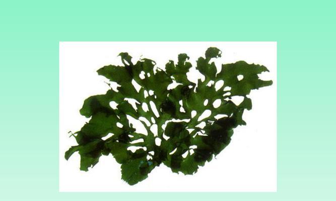 海生藻类是植物吗（常见海生藻类植物）