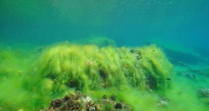 海生藻类是植物吗（常见海生藻类植物）