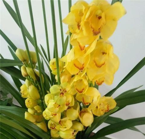 怎样养好大花蕙兰（大花蕙兰的养殖方法和注意事项）