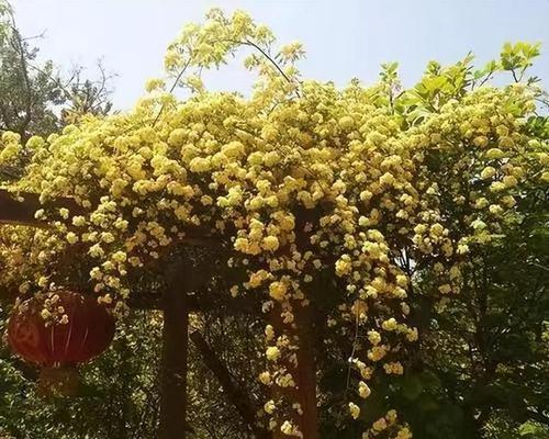 世界之树是什么品种的树（探索世界上千奇百怪的树木）