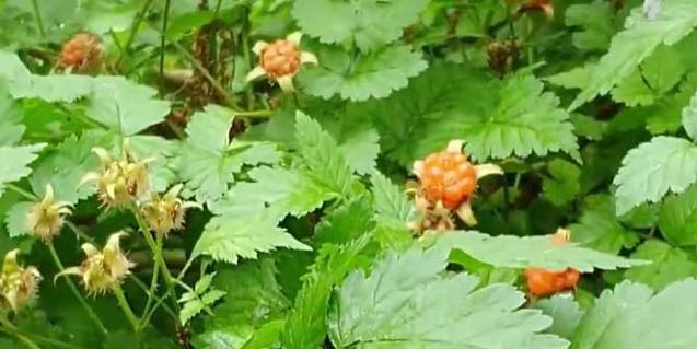 覆盆子的种植方法和技术（探索覆盆子种植的关键）