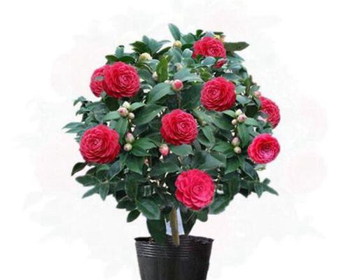怎样养好山茶花（茶花养护注意事项）