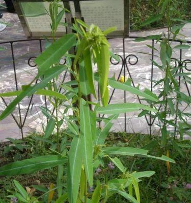 跳舞草怎么种植（跳舞草种植方法和时间）
