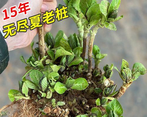 如何养绣球花盆栽（绣球花盆栽的养殖方法讲解）
