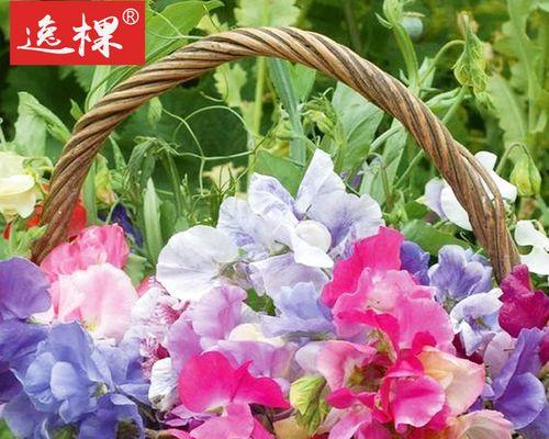 豌豆怎么种植才长得好（豌豆的栽培技术要点）