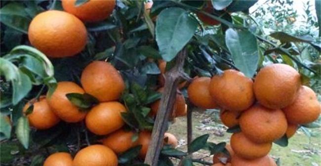 沃柑怎么种植（沃柑种植时间和方法）