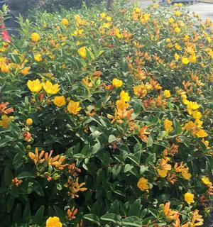 北方灌木花卉有哪些（常见绿化灌木品种介绍）