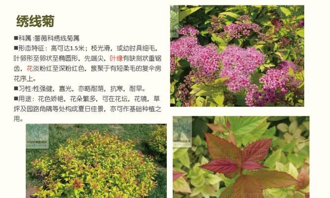 北方灌木花卉有哪些（常见绿化灌木品种介绍）