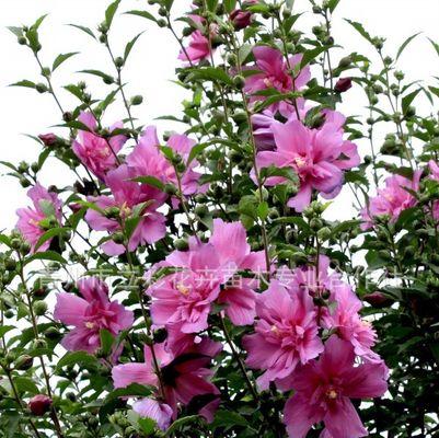北方灌木花卉有哪些（常见绿化灌木品种介绍）