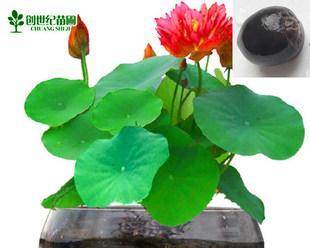 水培荷花怎么养（水培荷花的养殖方法）