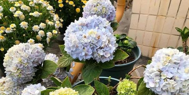 绣球花怎么养殖（绣球花的养殖方法与技巧）