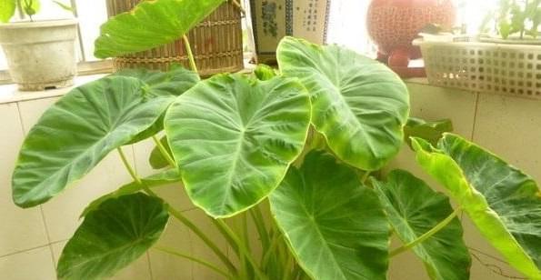芋头怎样管理才能高产（芋头的种植方法与技术）