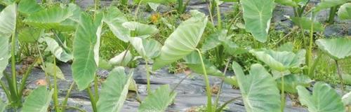 芋头怎样管理才能高产（芋头的种植方法与技术）