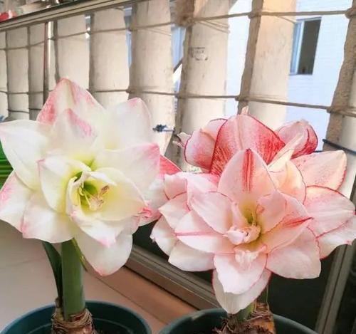 朱顶红夏天怎么养护和浇水（养护朱顶红的方法技巧）