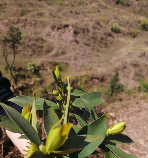 如何种植八角树（八角树的种植方法步骤）