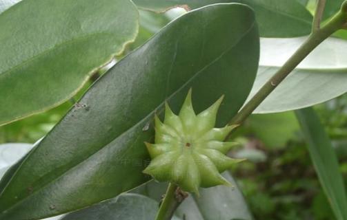 如何种植八角树（八角树的种植方法步骤）