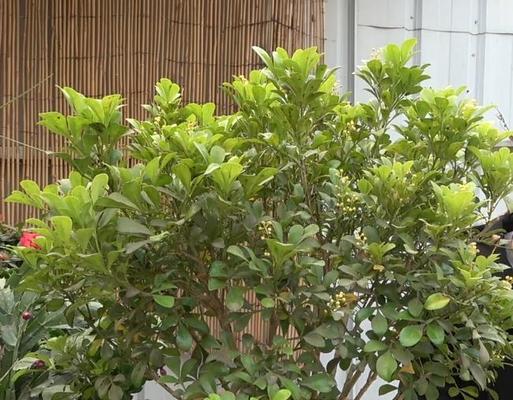 最适合家庭养殖的花卉有哪些（适合家养的花卉大全）