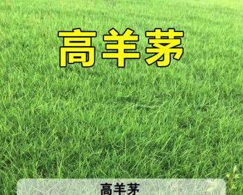 狗牙根包衣的作用和方法解析（探寻狗牙根包衣的奥秘）