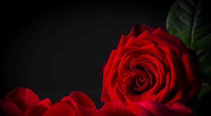 黑色玫瑰的花语——神秘与悲哀的象征（黑色玫瑰的美与花语解读）