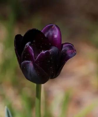 黑色郁金香的花语——深沉与神秘的魅力（探寻黑色郁金香的象征意义与美学价值）