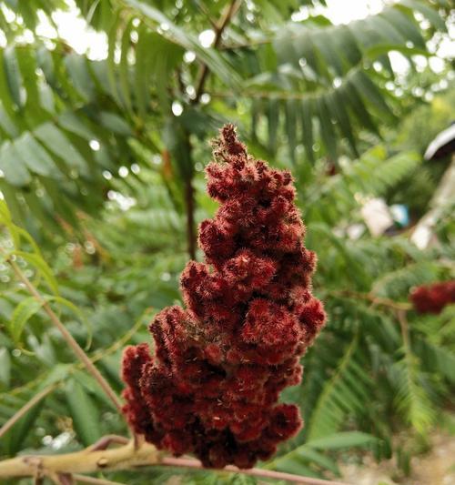 火炬树的花语与象征意义（点燃希望的象征——火炬树）
