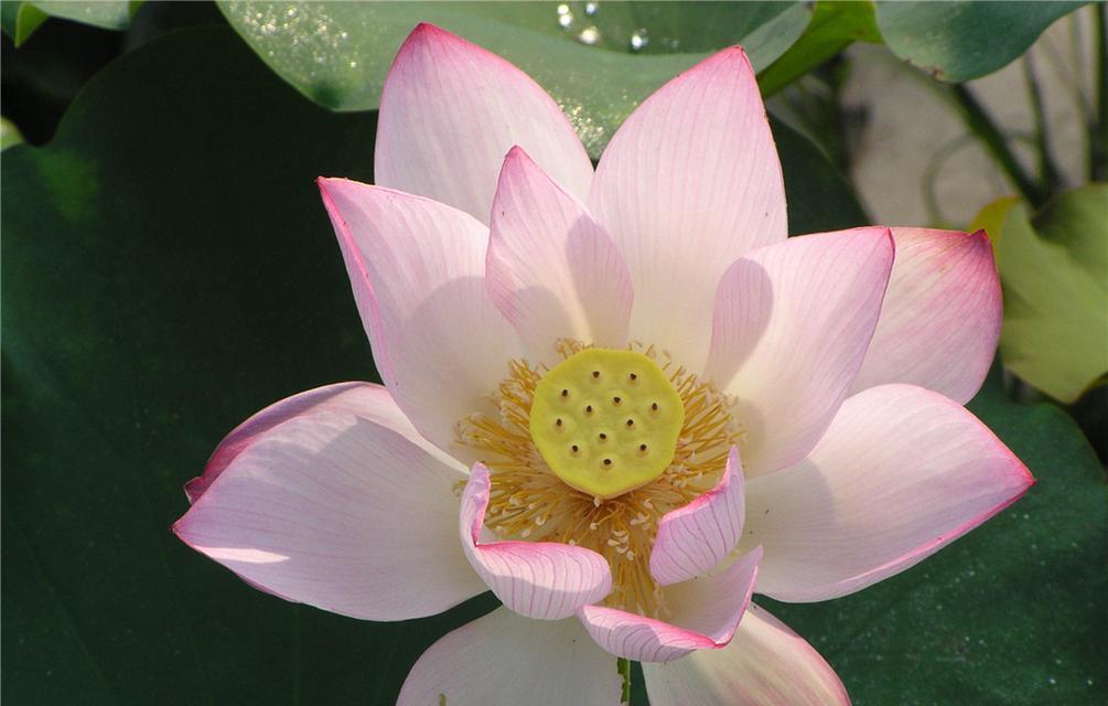 莲花的花语与美丽传说（神秘莲花）