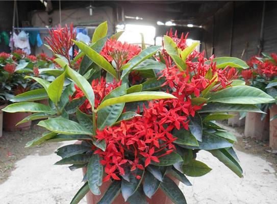龙船花（揭开龙船花神秘面纱）
