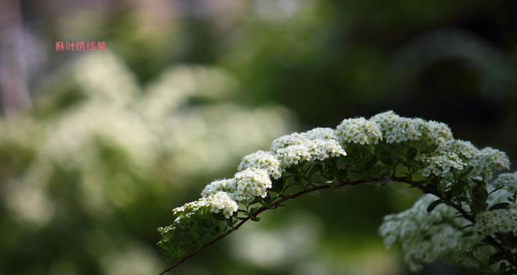 探秘麻叶绣线菊的花语之美（传递生命力与坚韧的绣线菊）