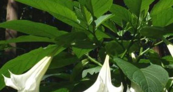 曼陀罗花语（探寻曼陀罗花的花语魅力）