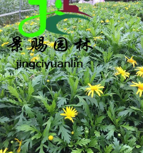 以木春菊的寓意与启示（探索自然中的智慧与美丽）