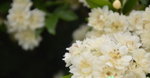 以木香花的花语-传递爱与祝福（以木香花的花语传递深情）