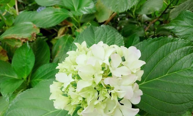 木绣球花语解读（以木绣球的花语为主题）