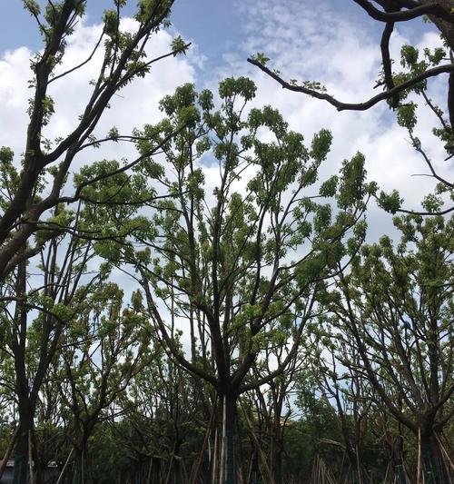全冠树（探索植物界中的生物）