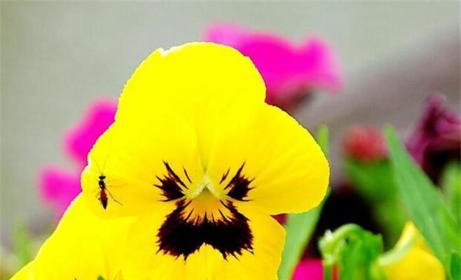 三色堇花语的神秘之美（三色堇的花语与花朵之间的暗示）