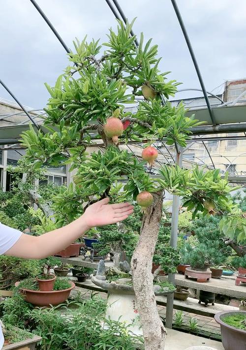 招财进宝的多福盆栽——蟠桃树（多子多福）