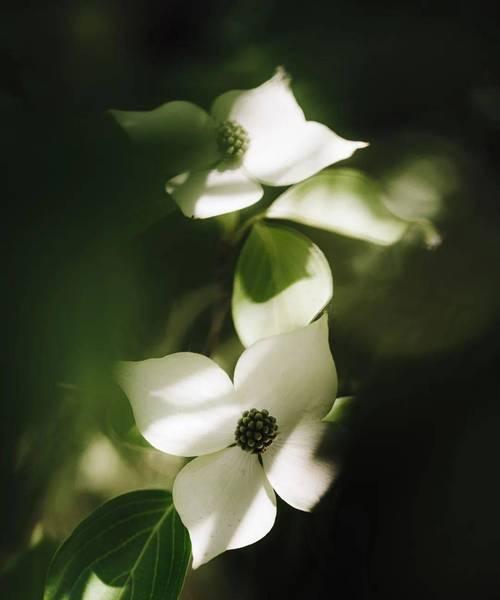 水杉树花语——执着和生命力的象征（探索水杉树花语的深层含义）